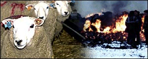 sheep & slaughter